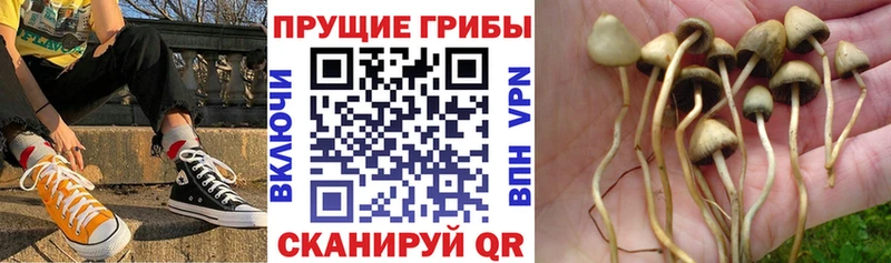 блэк спрут зеркало  Щучье  Галлюциногенные грибы Cubensis  наркотики 
